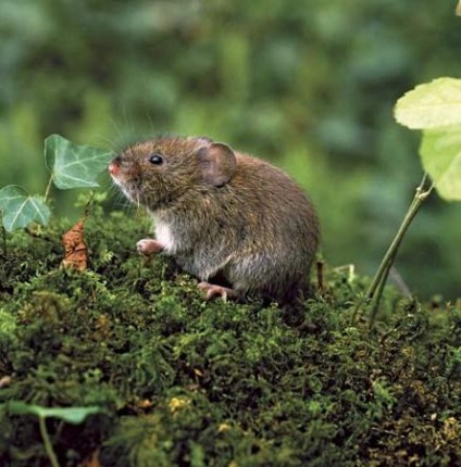 Vole este un mouse distribuit pretutindeni