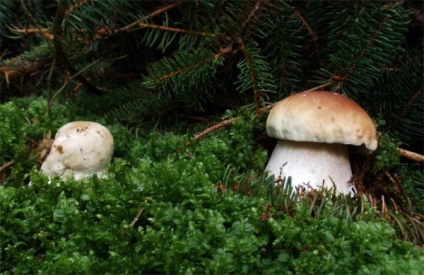 Proprietăți utile ale ciupercii albe - bolete - bune sau rele