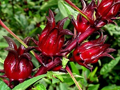 Hasznos tulajdonságai tea Hibiszkusz