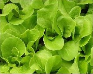 Корисні властивості листа салату