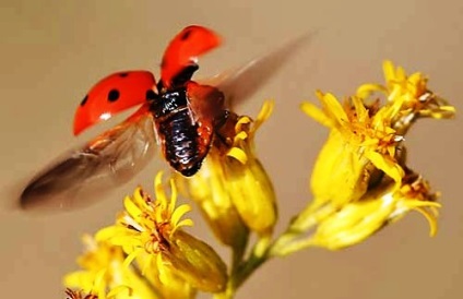 Користь сонечка, дача своїми руками