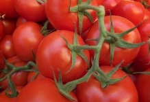 Помідори для уралу в теплиці сорти томатів фото, уральські з полікарбонату, яке краще