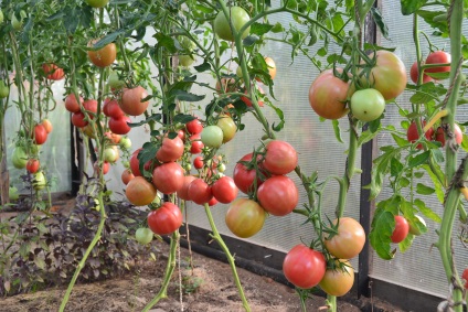 Roșii pentru urale în soiurile de seră de tomate foto, Ural din policarbonat, care este mai bine