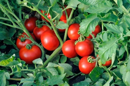 Roșii pentru urale în soiurile de seră de tomate foto, Ural din policarbonat, care este mai bine