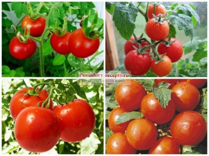 Tomate f1 Cele mai bune soiuri și particularități de creștere