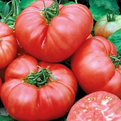 Tomate de vultur f1 - semințe - roșii - legume - semințe și răsaduri prin poștă din grădinile npo din Rusia (grădină și