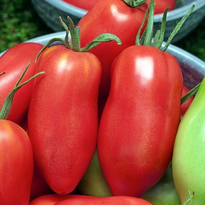 Tomate de vultur f1 - semințe - roșii - legume - semințe și răsaduri prin poștă din grădinile npo din Rusia (grădină și