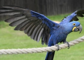 Papagalii de la Corella cum să le păstreze, să le hrănească, condiții de viață