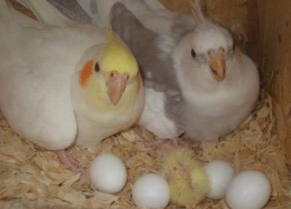 Parrot cockatiel (cockatiel) papagáj cockatiel