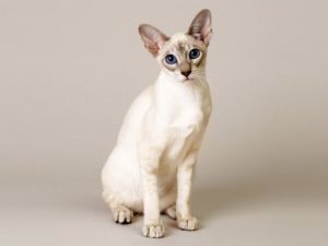 Популярні породи кішок з фотографіями, назвами порід і описом