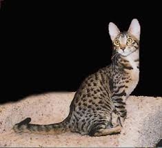 Популярні породи кішок з фотографіями, назвами порід і описом