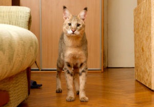 Rase de pisici populare cu fotografii, nume de rase și descriere