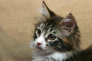 Cat rasa Maine Coon - întruchiparea visului unui copil despre cel mai bun prieten cu blană, cognitive