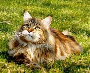 Cat rasa Maine Coon - întruchiparea visului unui copil despre cel mai bun prieten cu blană, cognitive