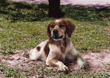 Rasă de câini - Breton epagniol