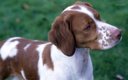 Rasă de câini - Breton epagniol