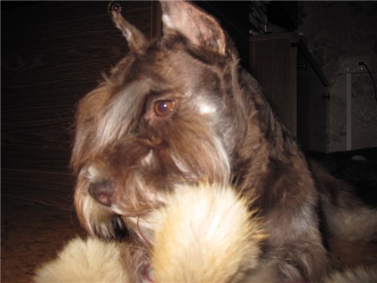 Порода собак цвергшнауцер красиві фото, як виглядають дорослі особини і цуценята