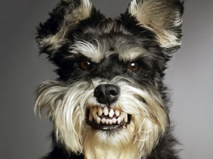 Порода собак цвергшнауцер красиві фото, як виглядають дорослі особини і цуценята