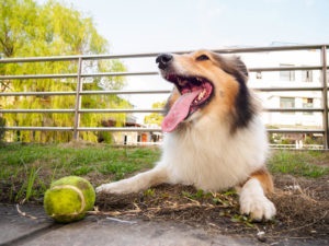 Câine de rasă Sheltie îngrijire și conținut special