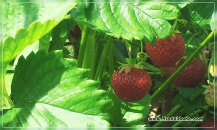 Plantarea și îngrijirea tehnologiei căpșunilor de cultivare cu succes, un loc despre o grădină, o reședință de vară și o cameră
