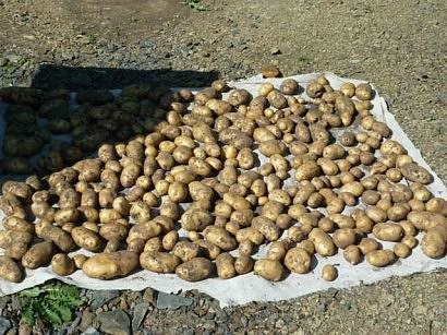 Plantarea și cultivarea cartofilor în țară - viața mea