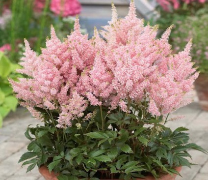 Ültetés, gondozás és növekvő Astilbe Virág (növekvő) Ültetés, gondozás és termesztése virág Astilbe