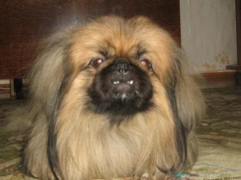 După lovitura de la Pekingese mows ochiul care poate fi făcut - răspunsurile și