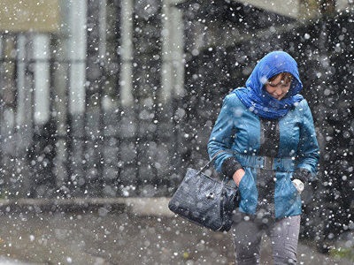 Постраждала від петарди в Красноярську собака повністю одужала