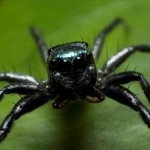 Predicțiile păianjenului negru - magia arabă