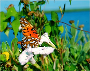 Nature, Georgia, USA enciklopédia