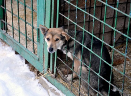 Adăugarea animalelor