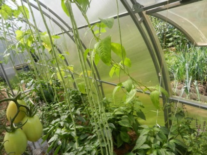 Mesélj a kompatibilitást a zöldségek üvegházban