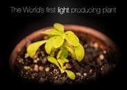 Növény, amely világít a sötétben