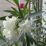 Descrierea plantei Oleander, notele, îngrijirea la domiciliu și altele