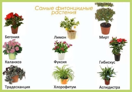 Plante pentru camera copiilor