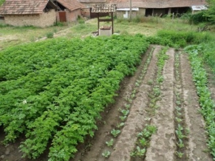 Раундап від бур'янів інструкція із застосування