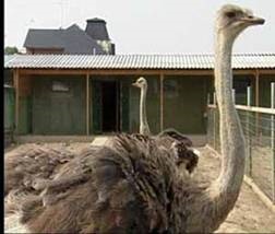 Розведення страусів в сибіру