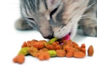 Рецепти котячих ласощів