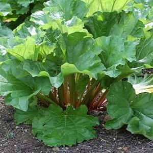 Rhubarb - rețete pentru iarnă