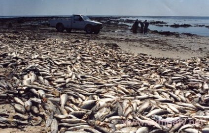 Fish előnyök és kárt a szervezetben