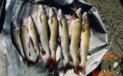 Lacul Teletskogo pește - Altai Tourist