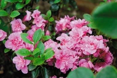 Rhododendronii fără probleme