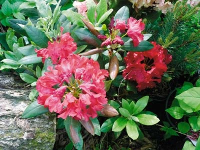 Rhododendronii fără probleme