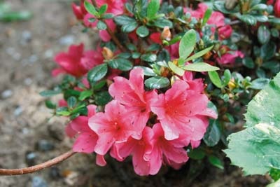 Rhododendronii fără probleme