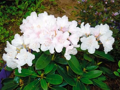 Rhododendronii fără probleme