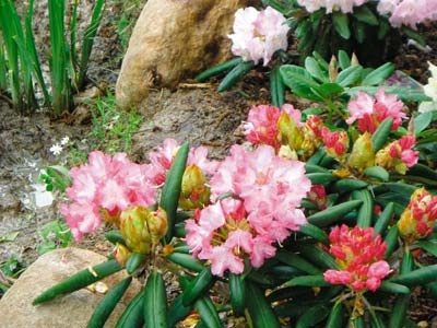 Rhododendronii fără probleme