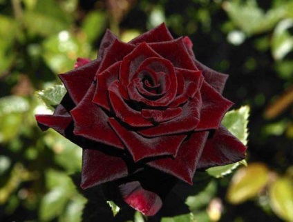 Роза чорний принц опис, фото, агротехніка, відео, відгуки