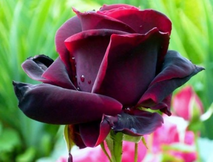 Роза чорний принц опис, фото, агротехніка, відео, відгуки