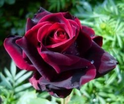 Rose prinț negru descriere, fotografie, agrotehnică, video, recenzii