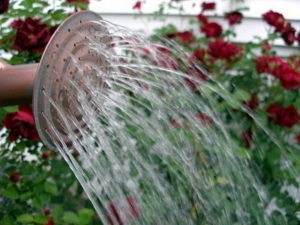 Rose Black Prince leírás és fotó áttekintésre, hibrid tea fajta, telepítése és gondozása virág